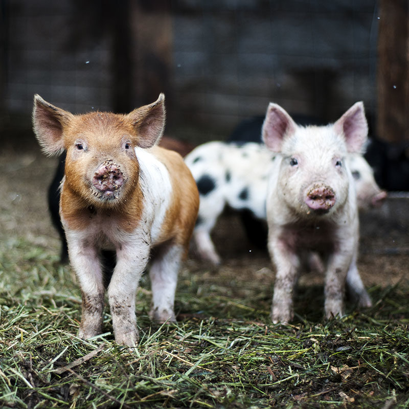 Brown and White Piglet